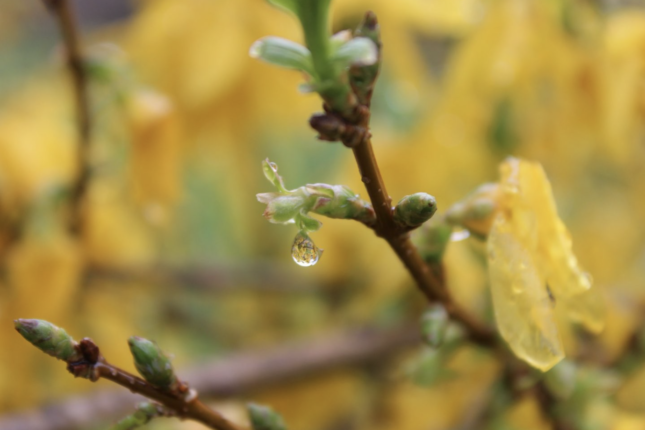 Forsythia in the rain